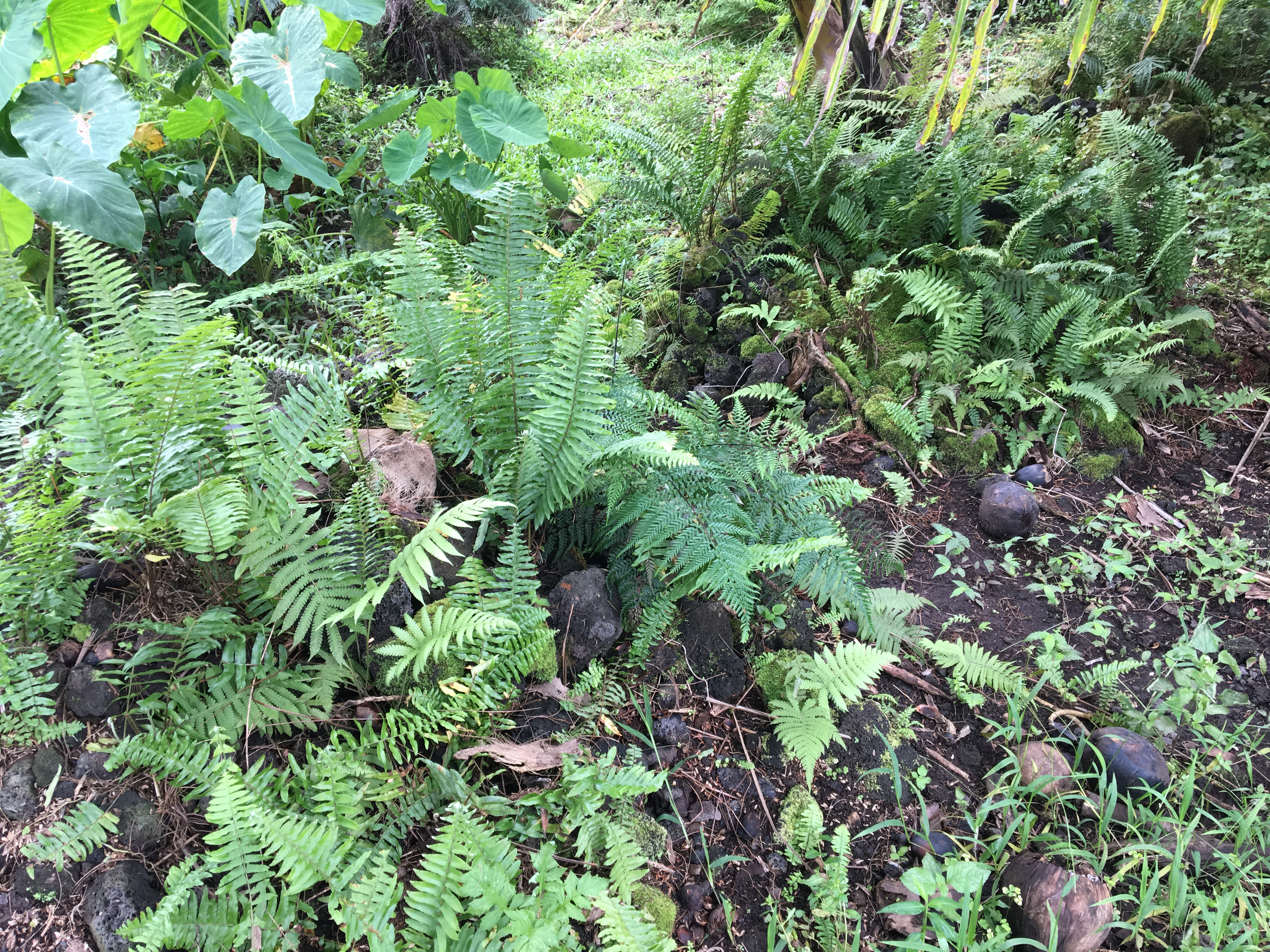 An ancient Hawaiian grave sits on property Edwin's family owns in Lanipuna Gardens.